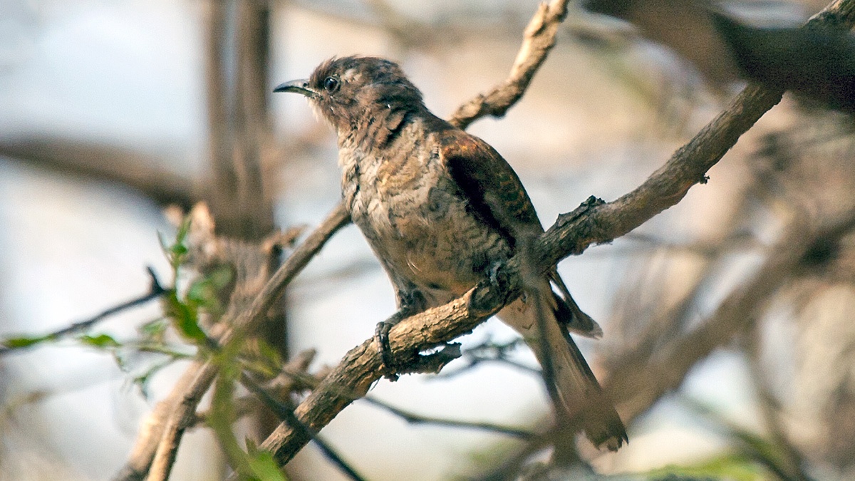 Klaas's Cuckoo [Chrysococcyx klaas]