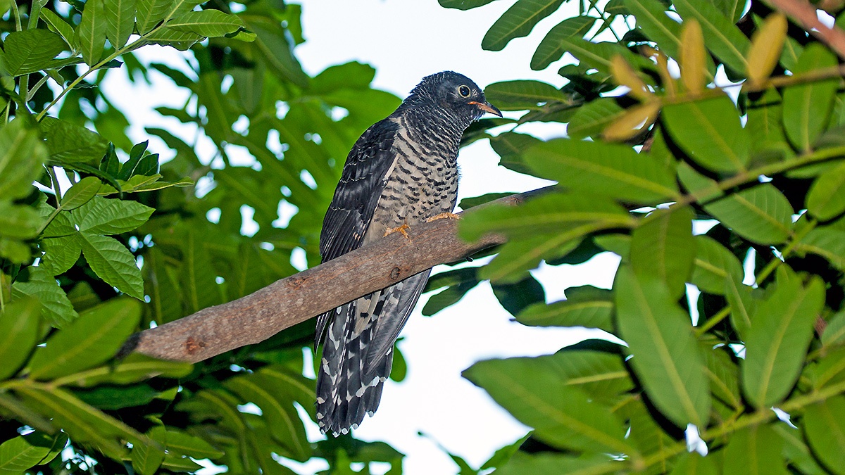 Red-chested Cuckoo [Cuculus solitarius]