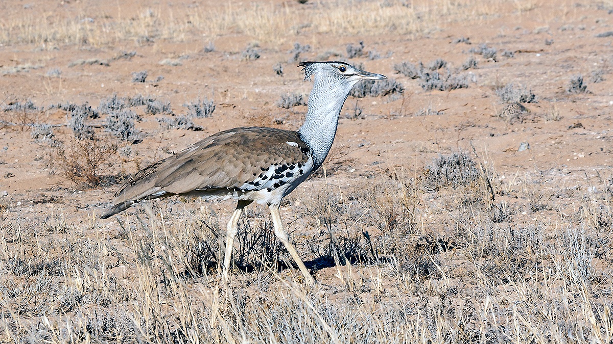 Kori Bustard [Ardeotis kori kori]