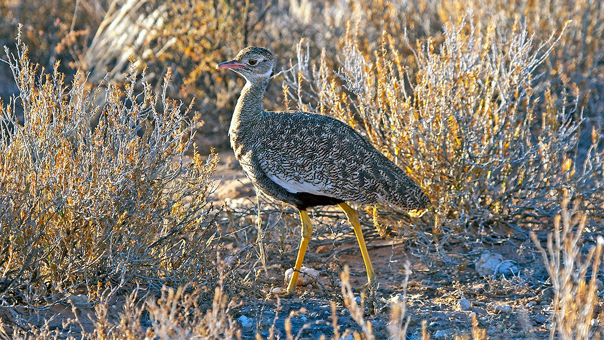 Northern Black Korhaan [Afrotis afraoides damarensis]
