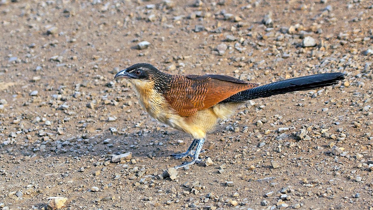 Burchell's Coucal [Centropus burchellii burchellii]
