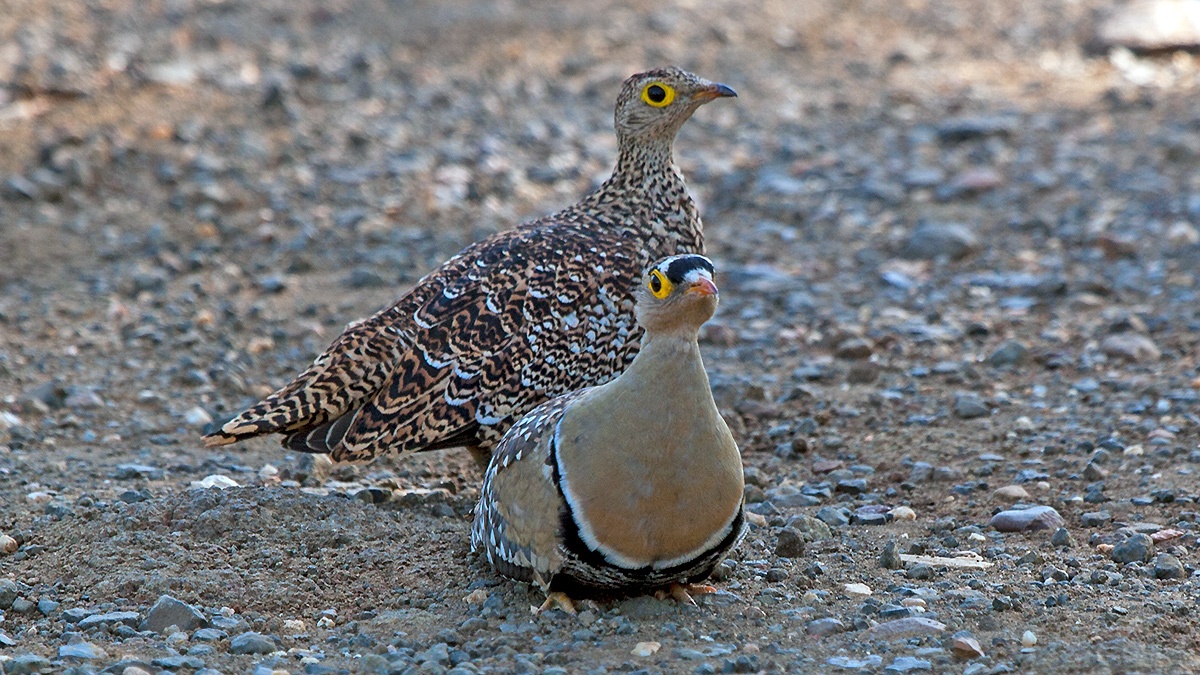 Double-banded Sandgrouse [Pterocles bicinctus multicolor]