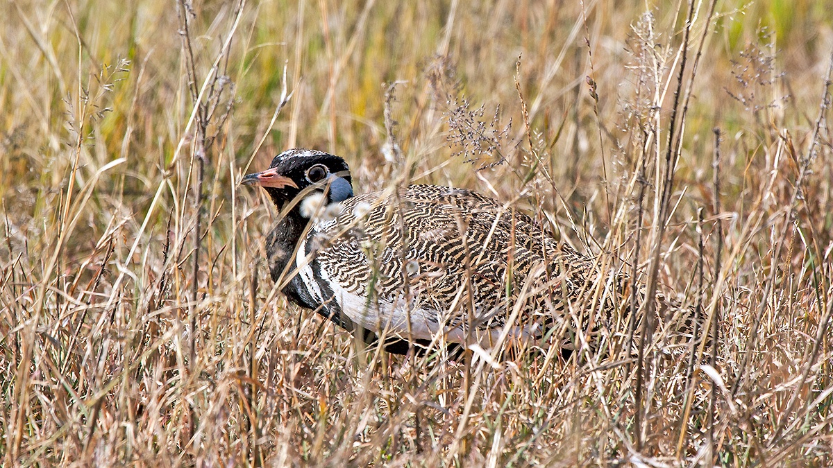 Northern Black Korhaan [Afrotis afraoides afraoides]