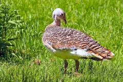 Great Bustard [Otis tarda tarda]