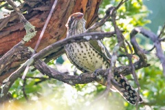 Diederik Cuckoo [Chrysococcyx caprius]