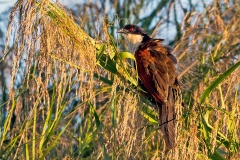 Coppery-tailed Coucal [Centropus cupreicaudus cupreicaudus]