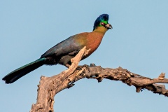 Purple-crested Turaco [Gallirex porphyreolophus porphyreolophus]