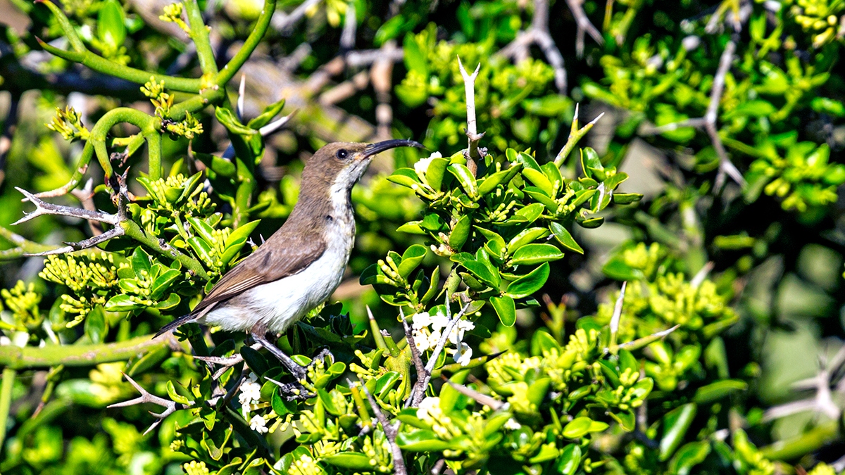 Dusky Sunbird [Cinnyris fuscus fuscus]