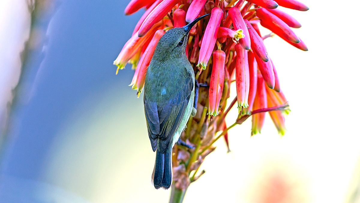 Greater Double-collared Sunbird [Cinnyris afer]