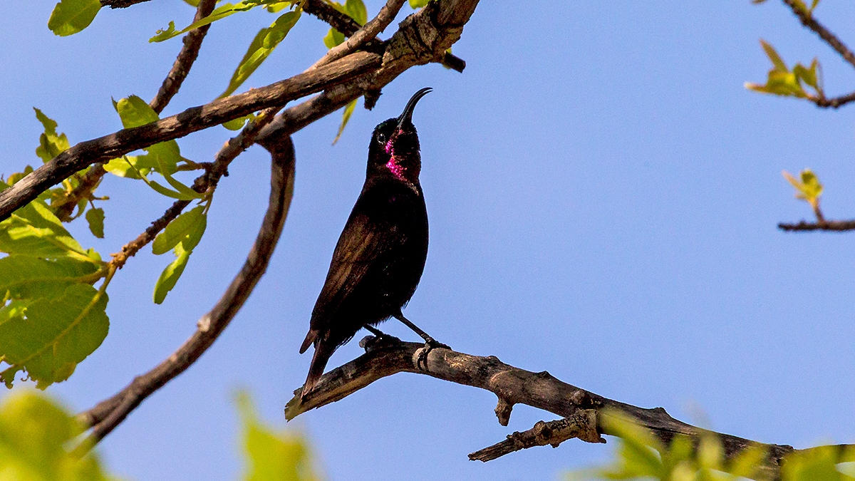 Amethyst Sunbird [Chalcomitra amethystina amethystina]