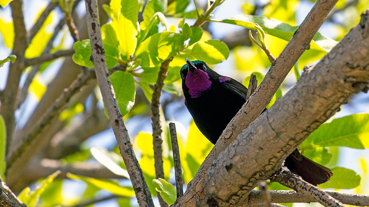 Amethyst Sunbird [Chalcomitra amethystina amethystina]