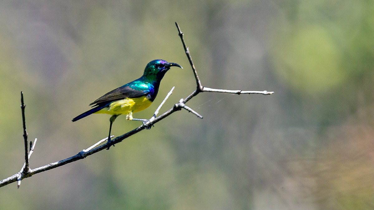Variable Sunbird [Cinnyris venustus falkensteini]