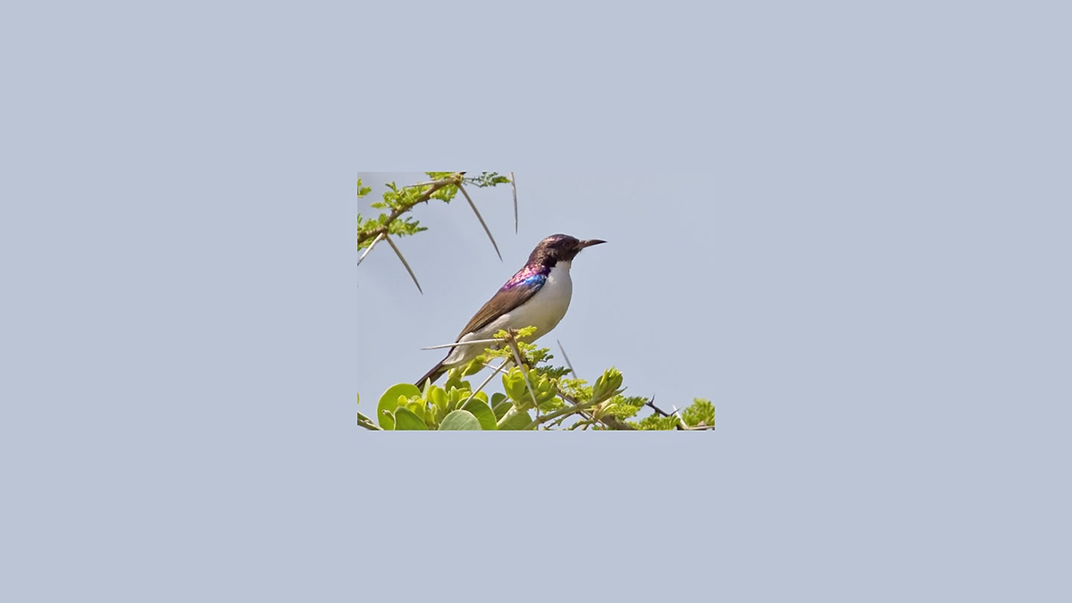 Eastern Violet-backed Sunbird [Anthreptes orientalis]