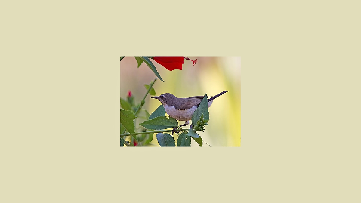 Eastern Violet-backed Sunbird [Anthreptes orientalis]