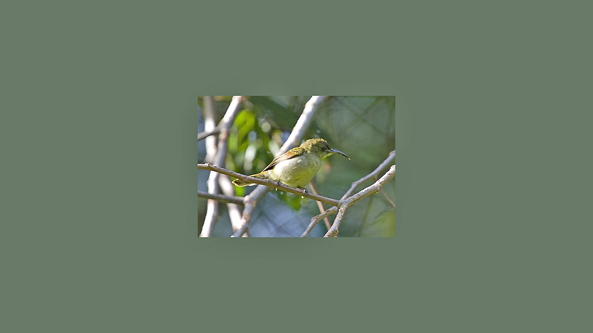 Olive Sunbird [Cyanomitra olivacea ragazzii]