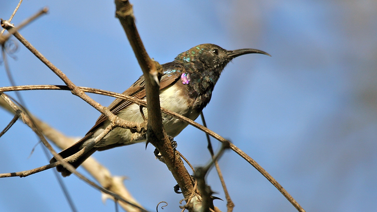 White-bellied Sunbird [Cinnyris talatala]