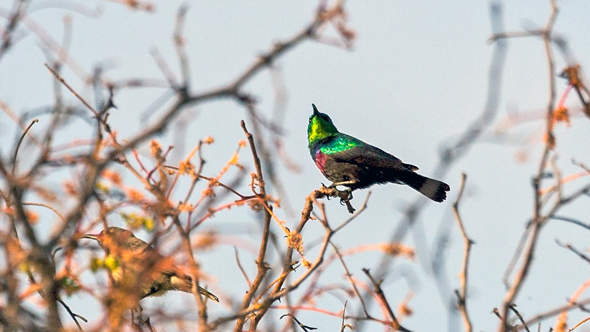 Marico Sunbird [Cinnyris mariquensis mariquensis]