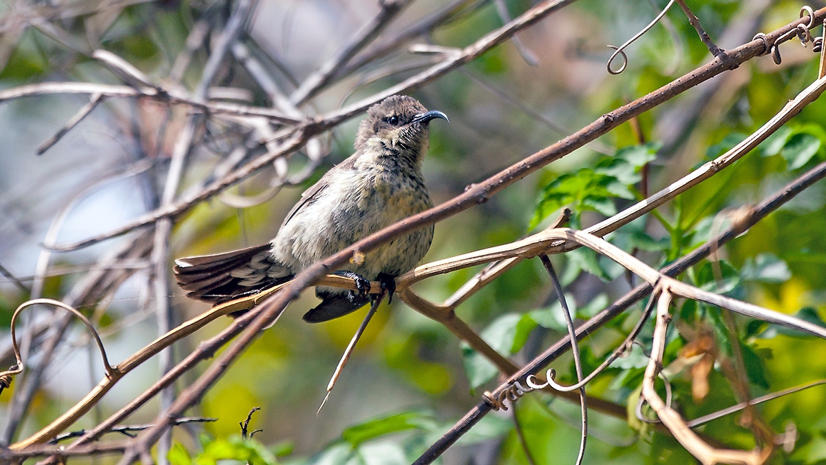 Marico Sunbird [Cinnyris mariquensis mariquensis]
