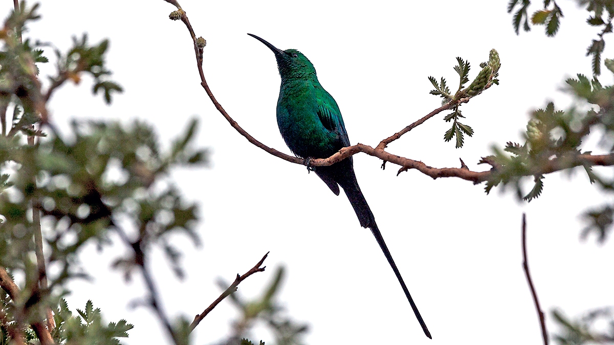 Malachite Sunbird [Nectarinia famosa famosa]