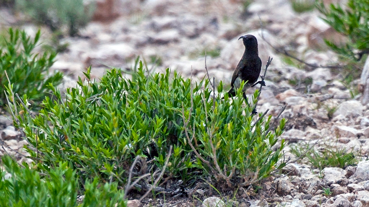Dusky Sunbird [Cinnyris fuscus fuscus]