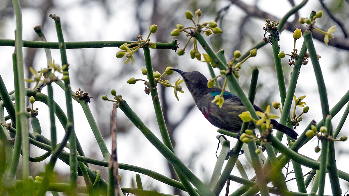 Neergaard's Sunbird [Cinnyris neergaardi]