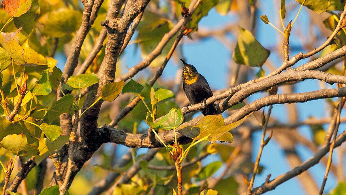Copper Sunbird [Cinnyris cupreus chalceus]