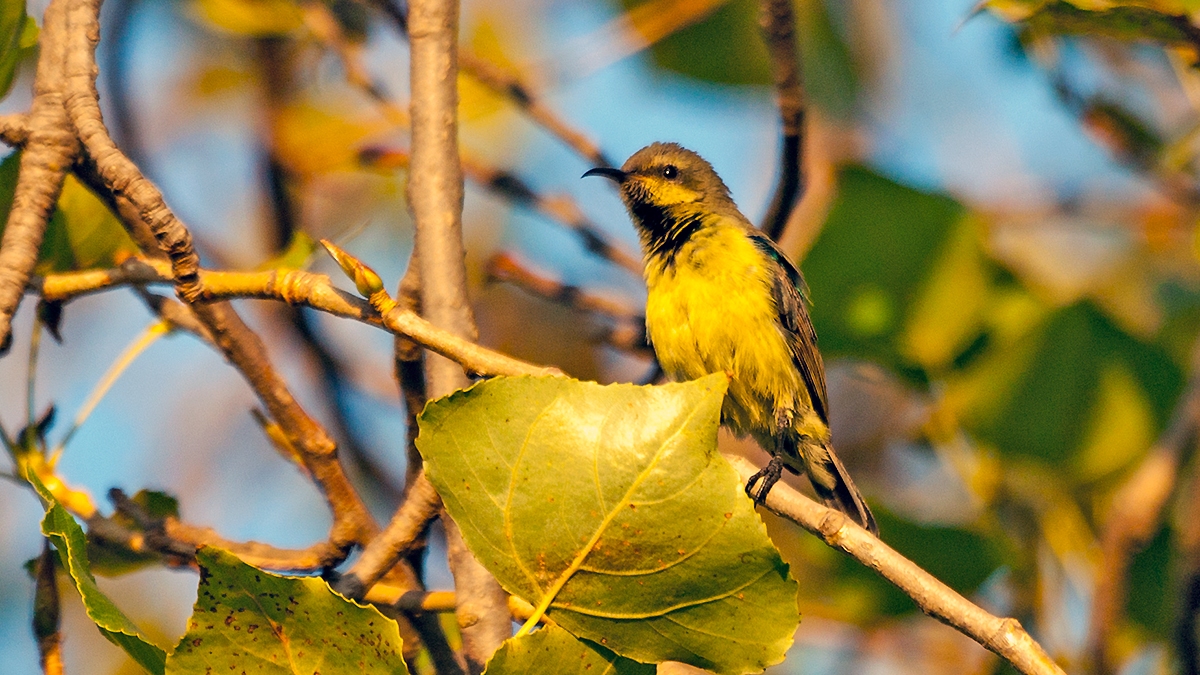 Collared Sunbird [Hedydipna collaris garguensis]