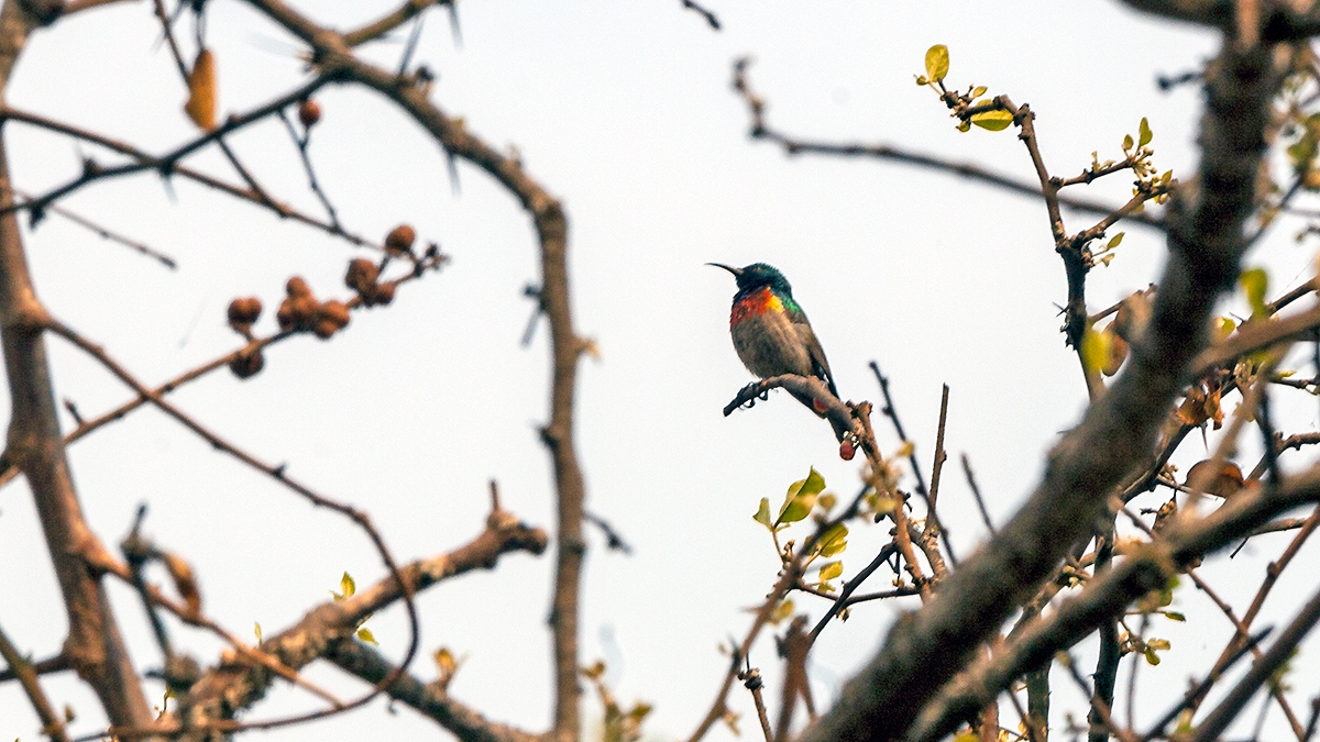 Western Miombo Sunbird [Cinnyris gertrudis]