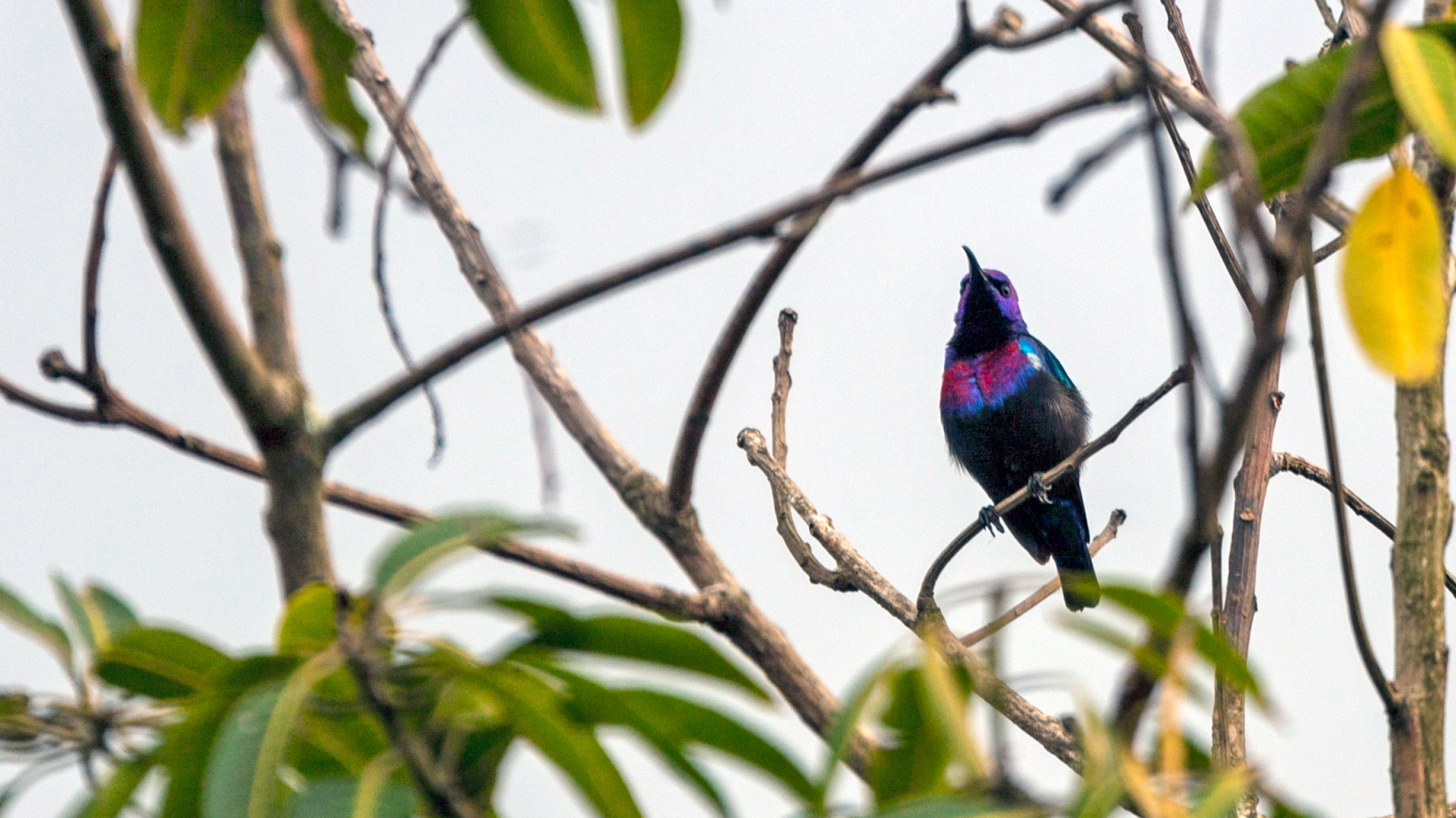 Splendid Sunbird [Cinnyris coccinigastrus]