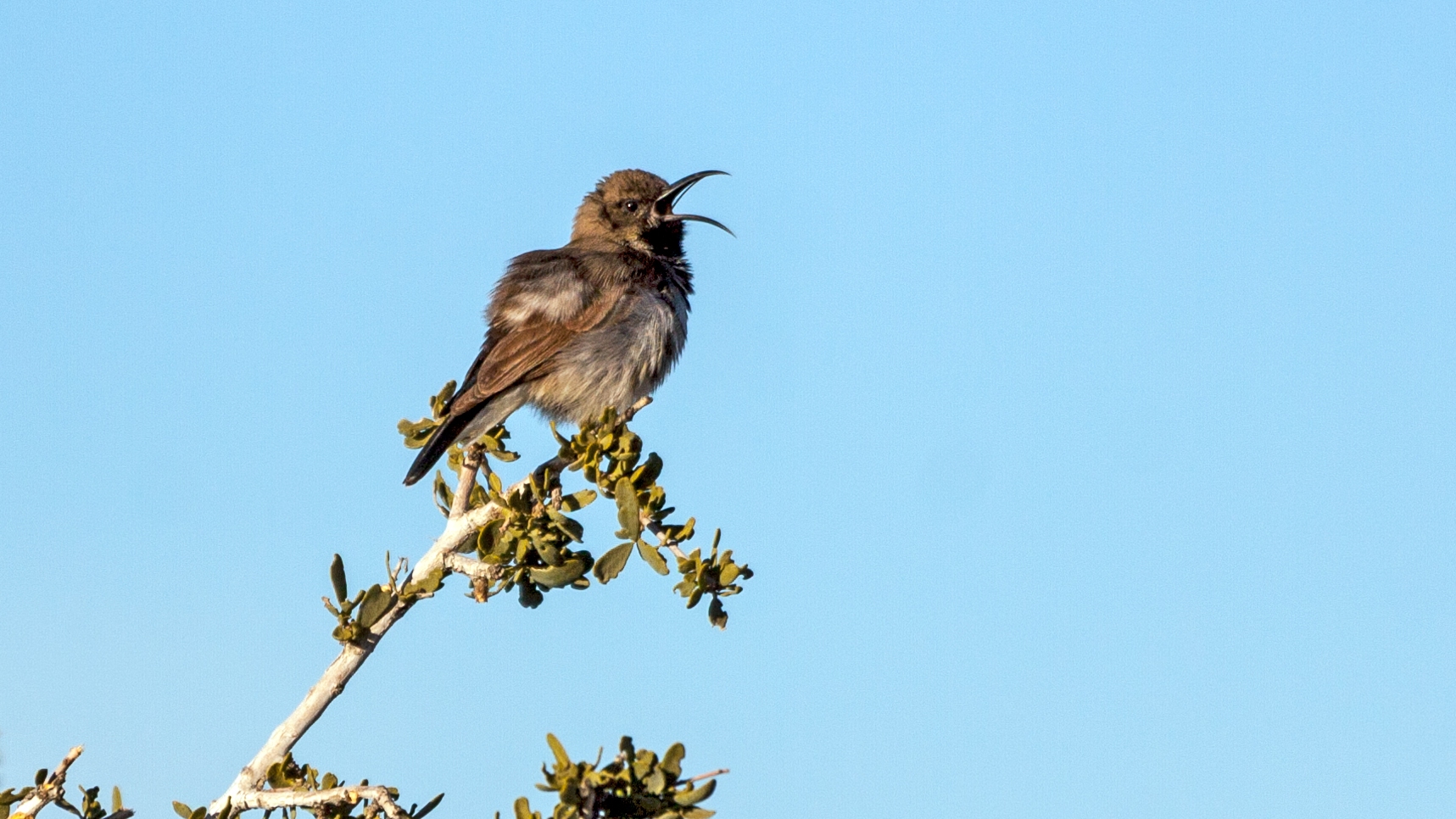 Dusky Sunbird [Cinnyris fuscus fuscus]