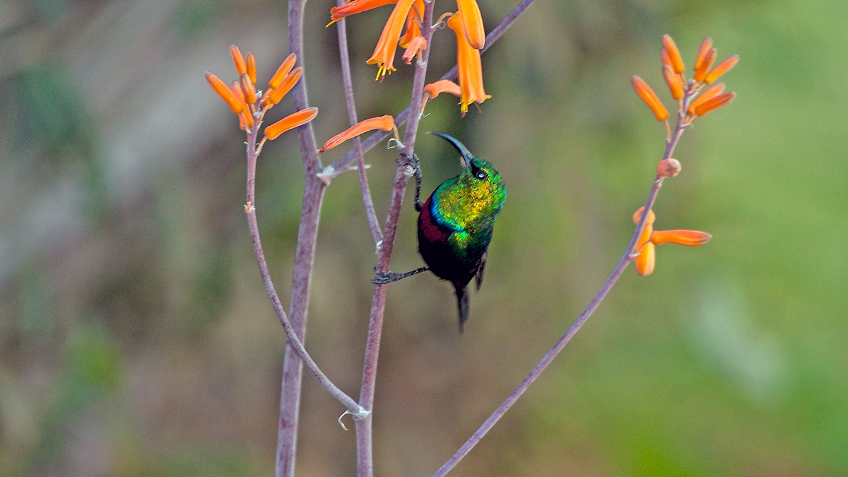 Marico Sunbird [Cinnyris mariquensis mariquensis]