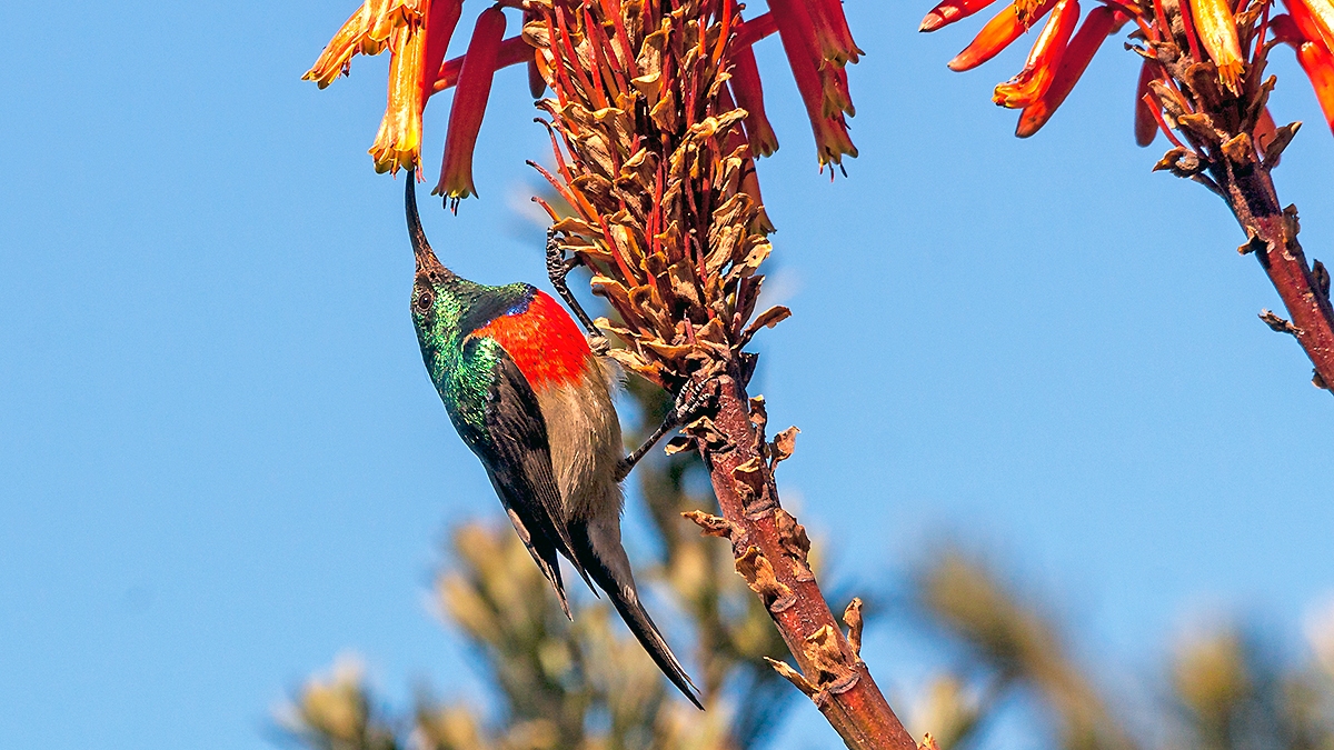 Greater Double-collared Sunbird [Cinnyris afer]