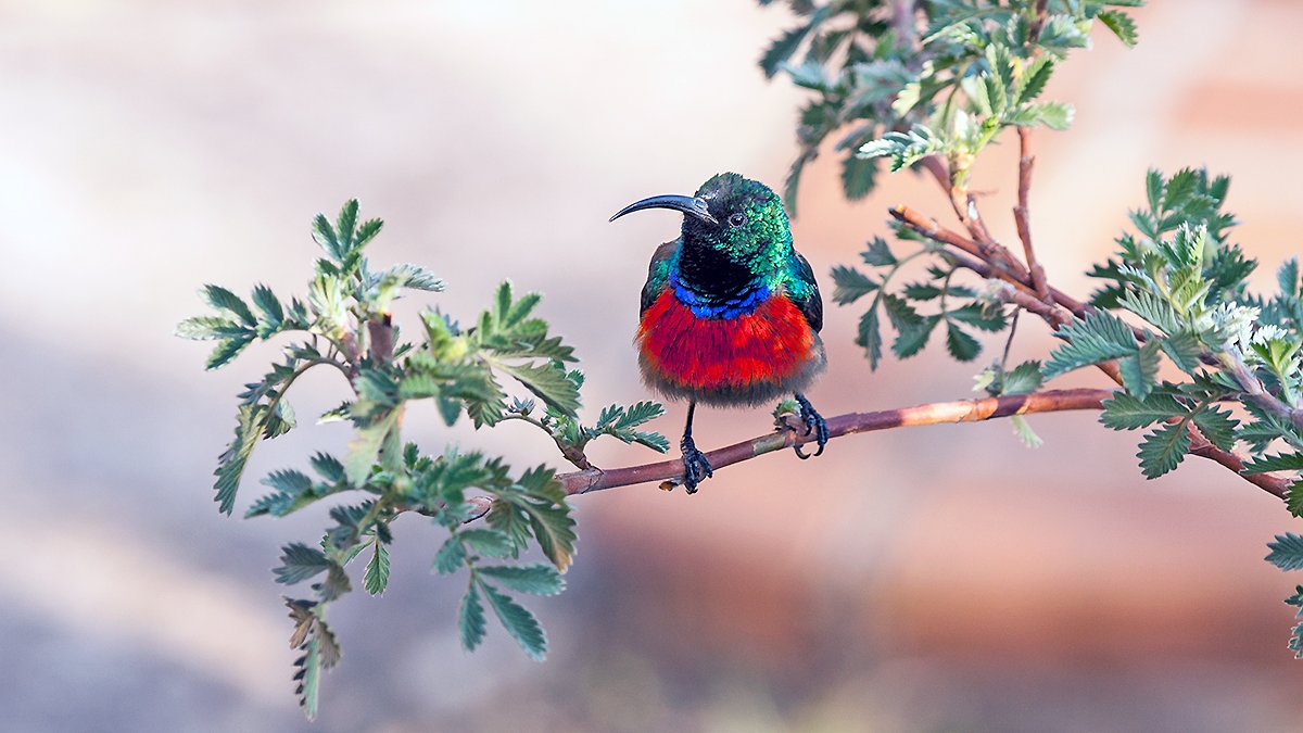 Greater Double-collared Sunbird [Cinnyris afer]