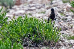 Dusky Sunbird [Cinnyris fuscus fuscus]
