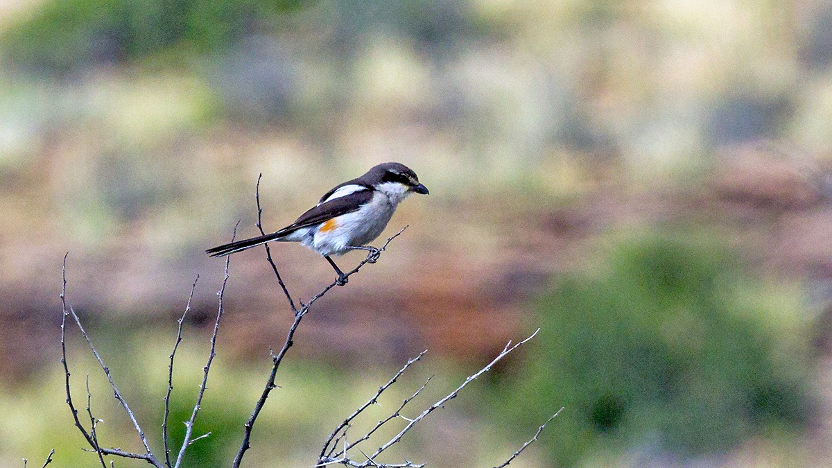 Southern Fiscal [Lanius collaris collaris]