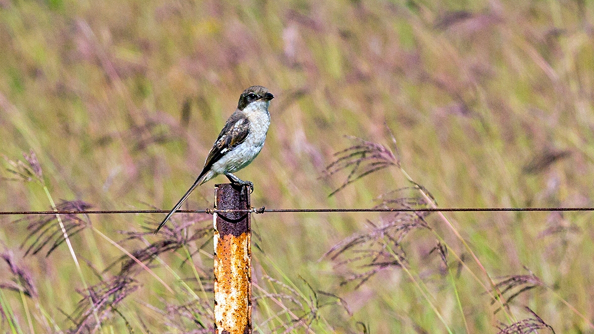 Southern Fiscal [Lanius collaris collaris]