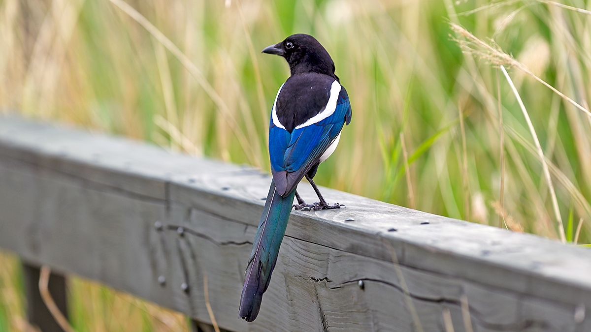 Eurasian Magpie [Pica pica pica]