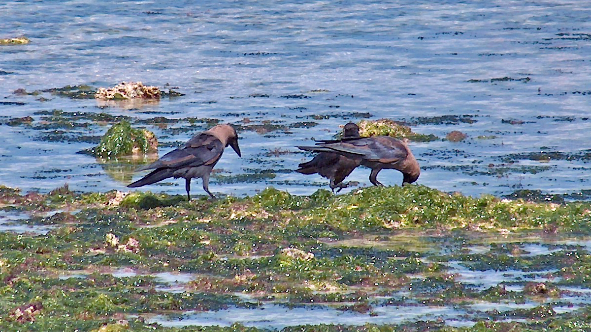 House Crow [Corvus splendens]