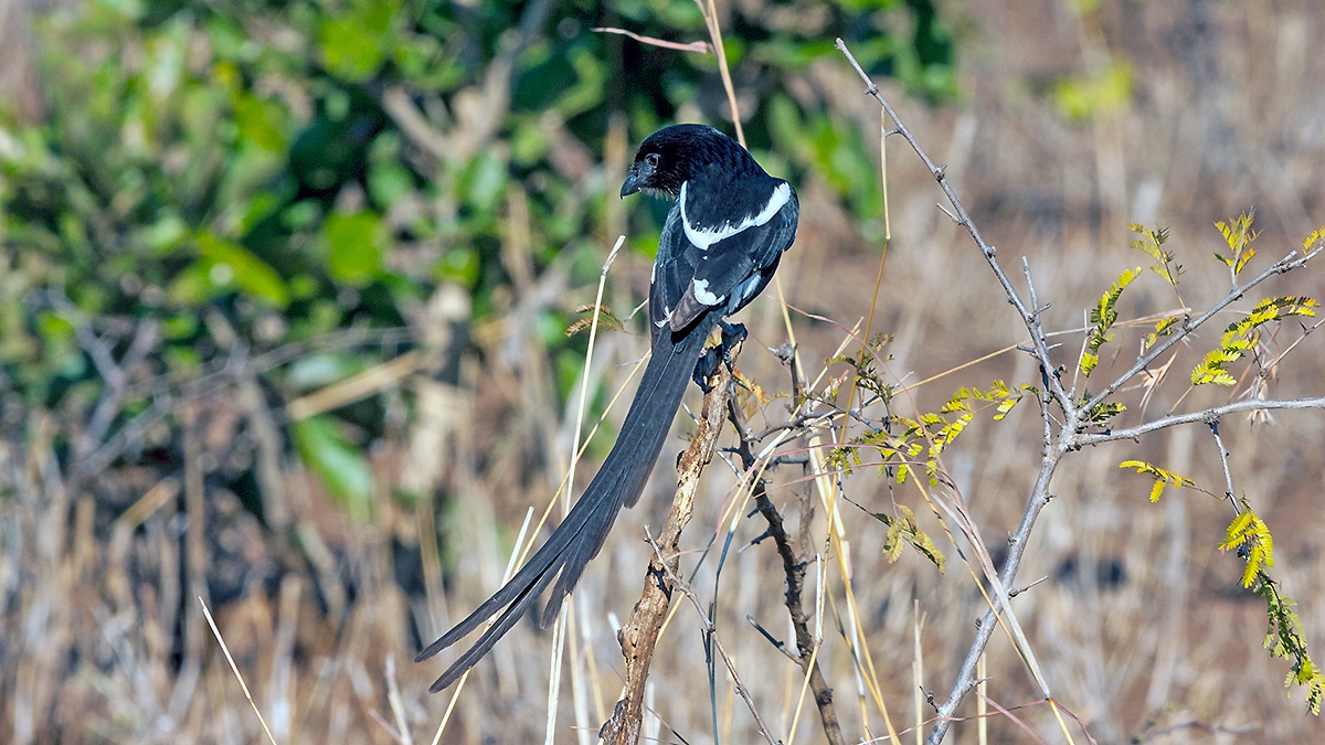 Magpie Shrike [Lanius melanoleucus expressus]