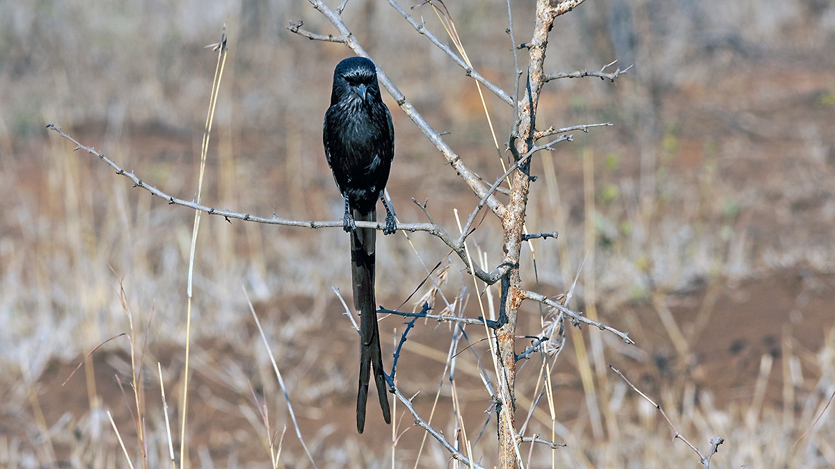 Magpie Shrike [Lanius melanoleucus expressus]