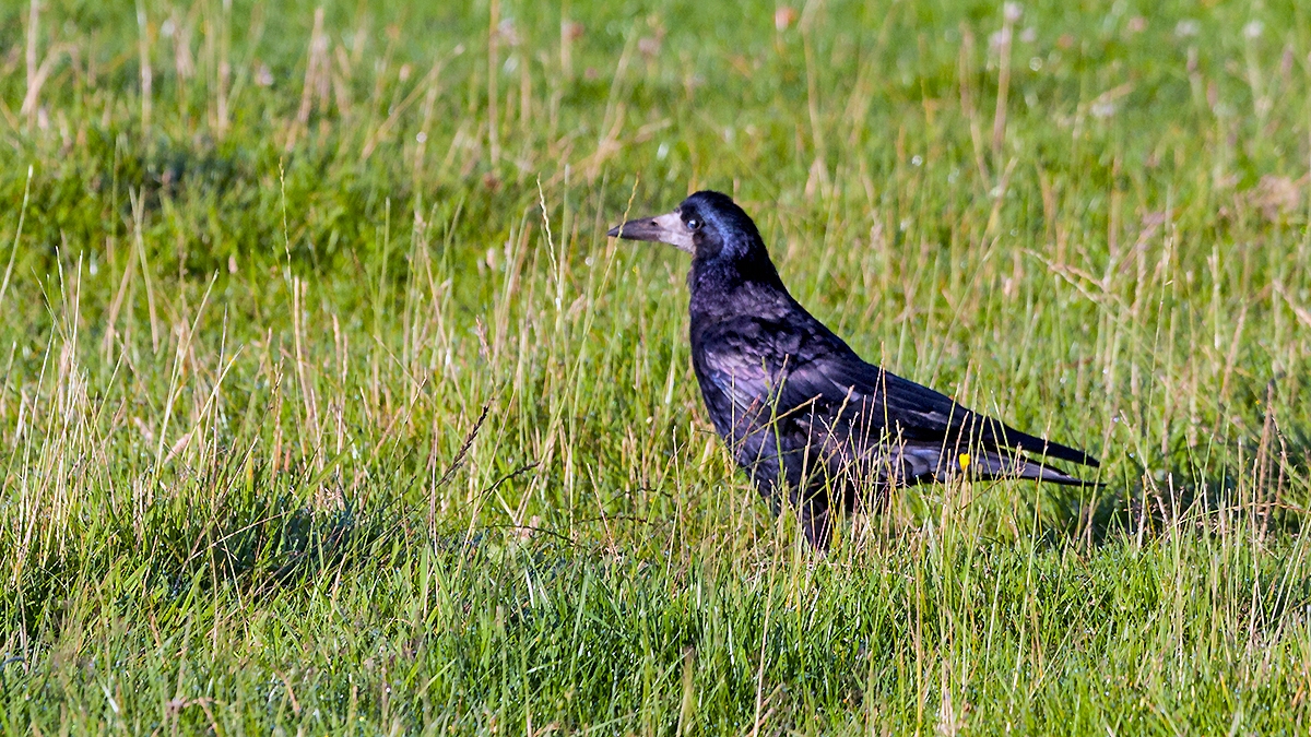 Rook [Corvus frugilegus frugilegus]