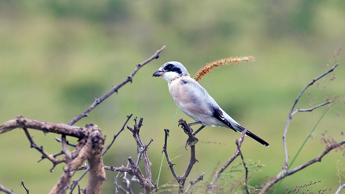 Lesser Grey Shrike [Lanius minor]