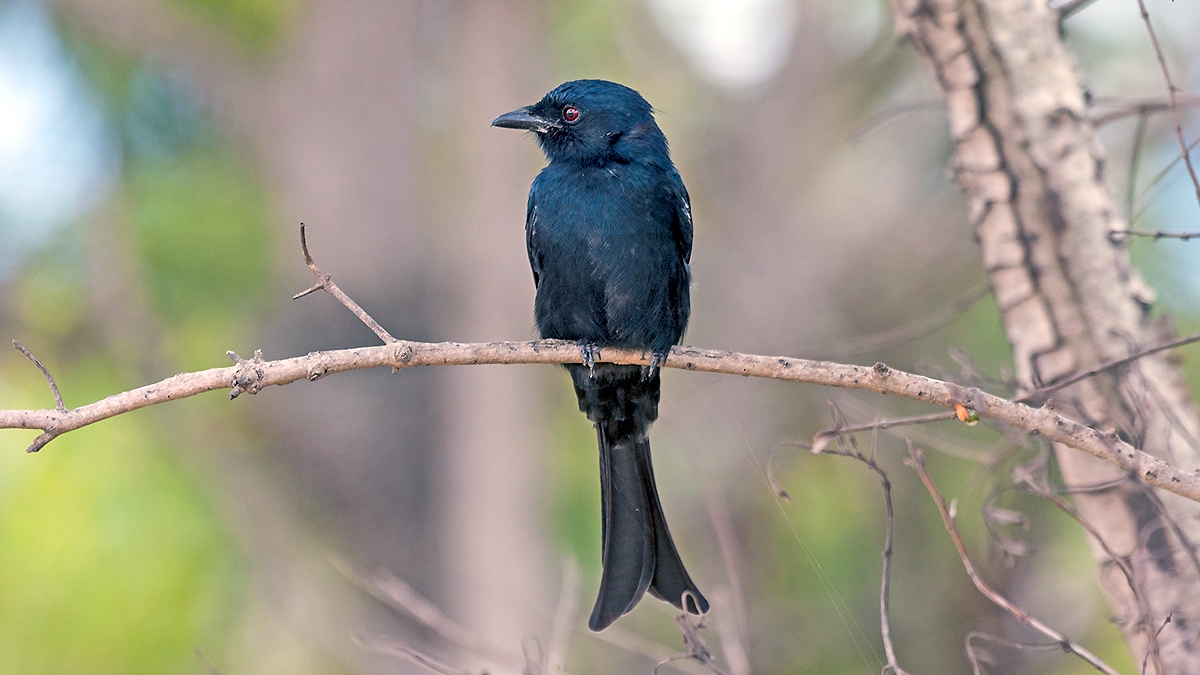 Fork-tailed Drongo [Dicrurus adsimilis fugax]