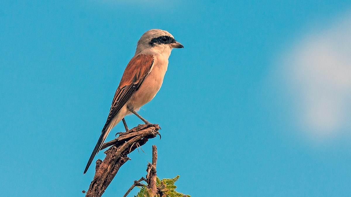 Red-backed Shrike [Lanius collurio]