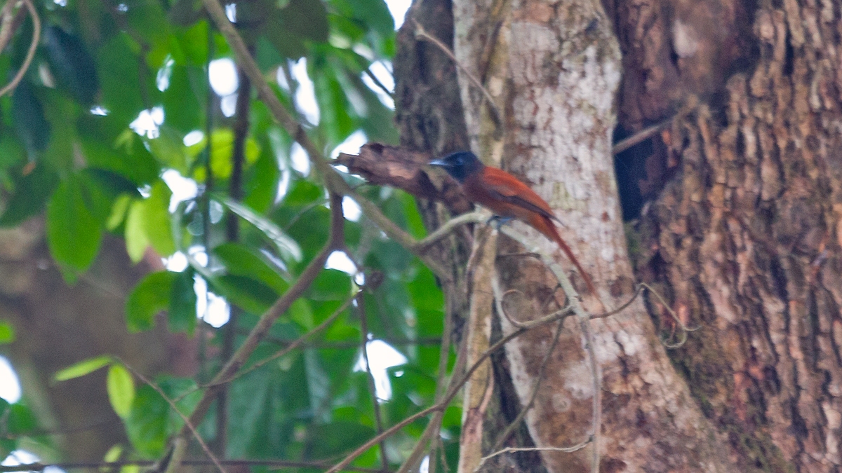 Red-bellied Paradise Flycatcher [Terpsiphone rufiventer nigriceps]