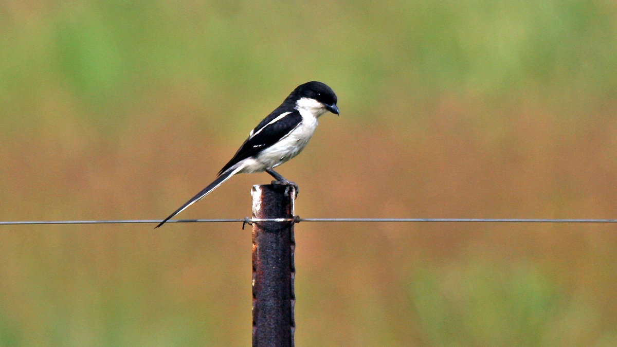 Southern Fiscal [Lanius collaris collaris]
