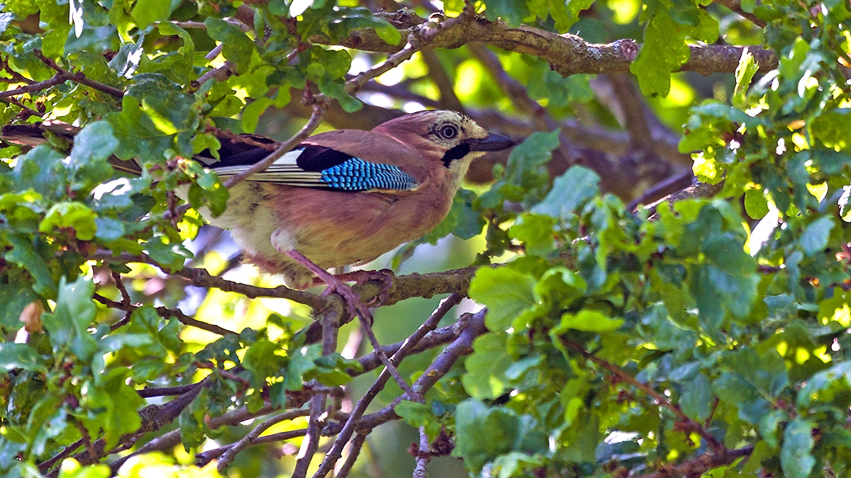 Eurasian Jay [Garrulus glandarius rufitergum]