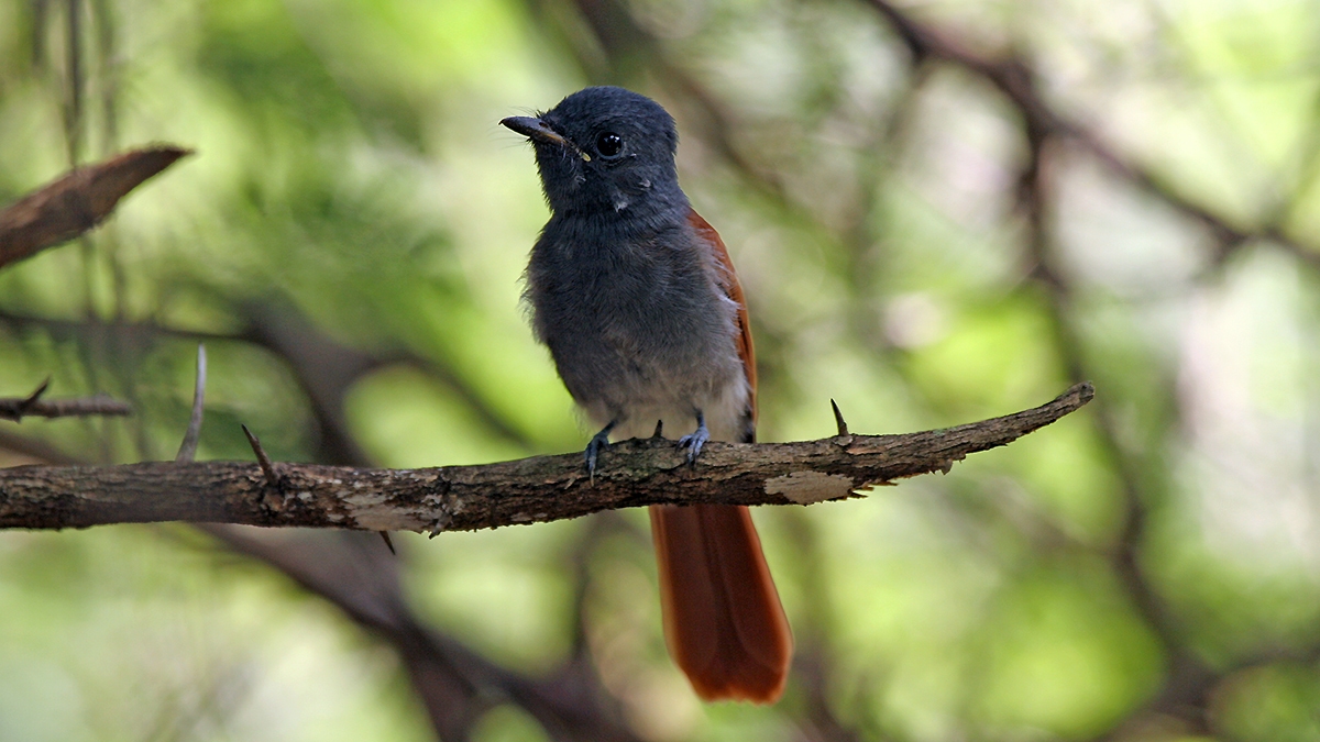 African Paradise Flycatcher [Terpsiphone viridis plumbeiceps]