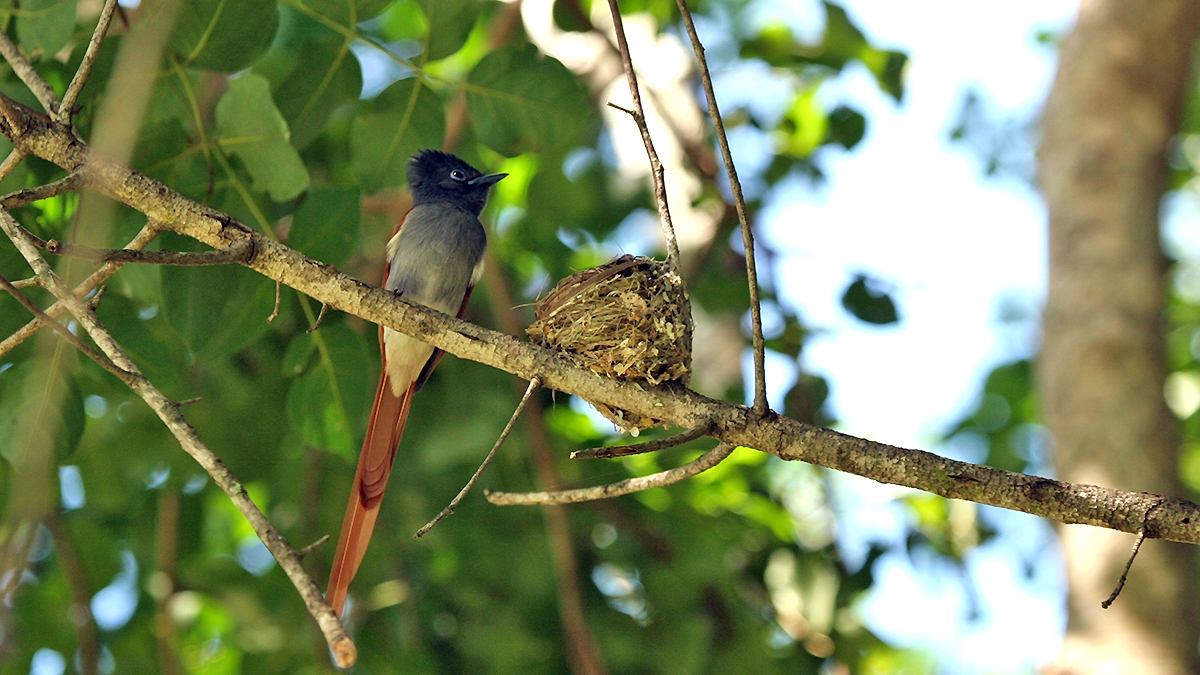 African Paradise Flycatcher [Terpsiphone viridis plumbeiceps]