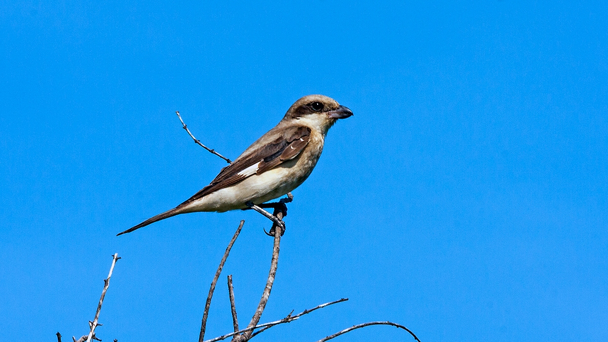 Lesser Grey Shrike [Lanius minor]
